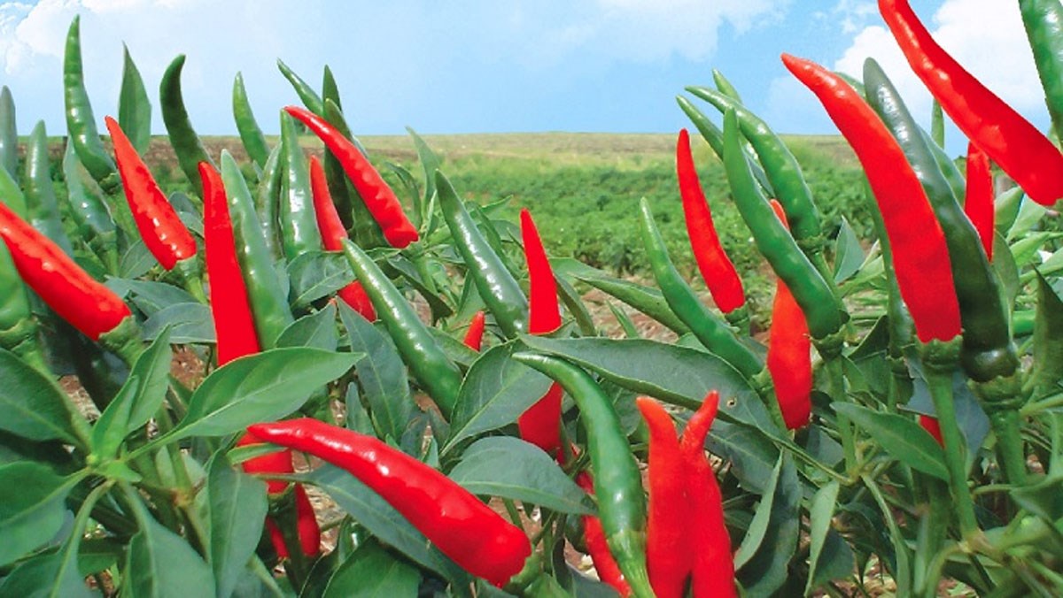 Hình ảnh cây ớt trong tự nhiên