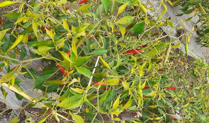 Hình ảnh cây ớt trong tự nhiên
