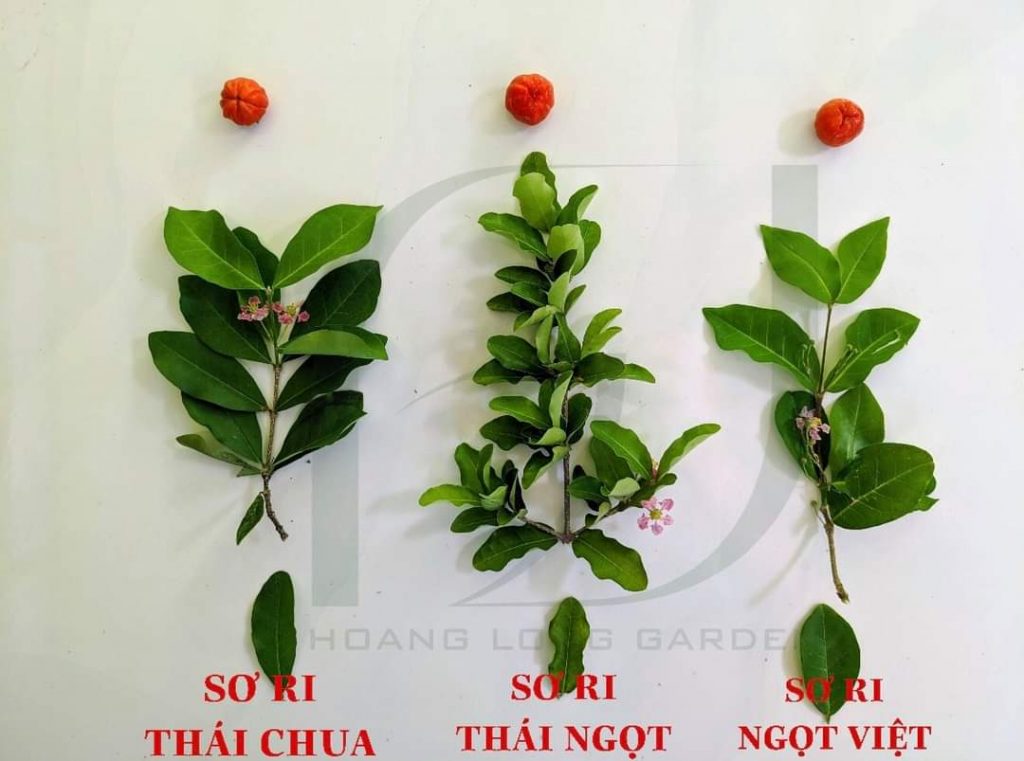 Cách trồng cây sơ ri