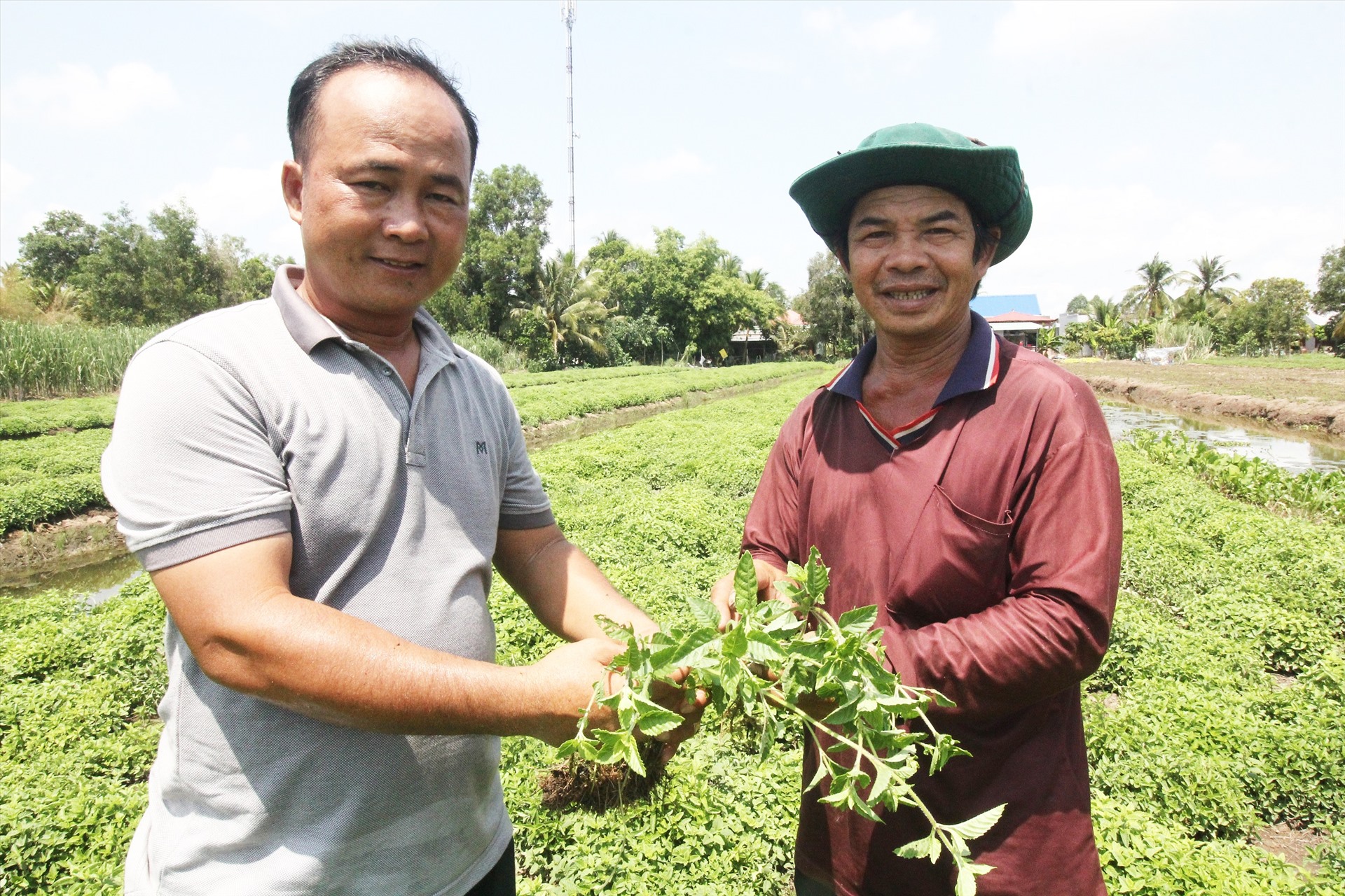 Hình ảnh cây sương sáo