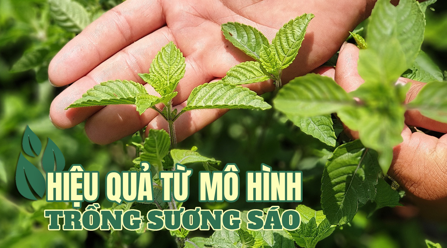 Cách trồng cây sương sáo