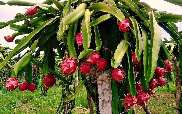 Nguồn gốc, đặc điểm cây thanh long