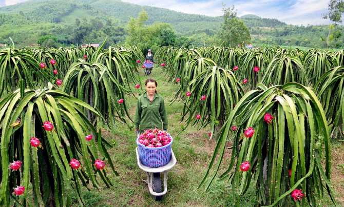 Công dụng của cây thanh long