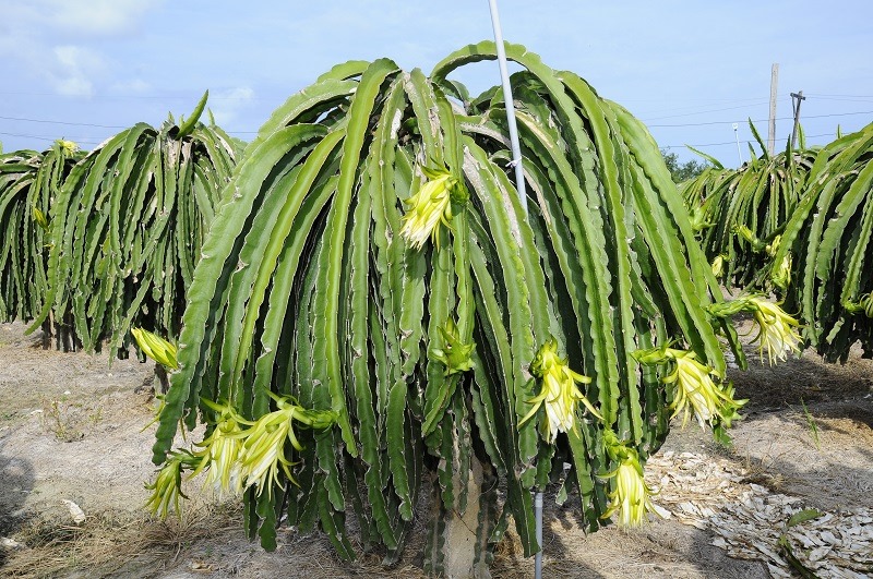 Cách trồng cây thanh long