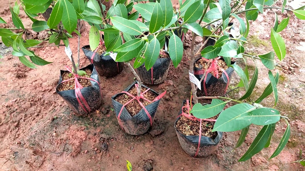 Cách trồng cây giống thanh trà