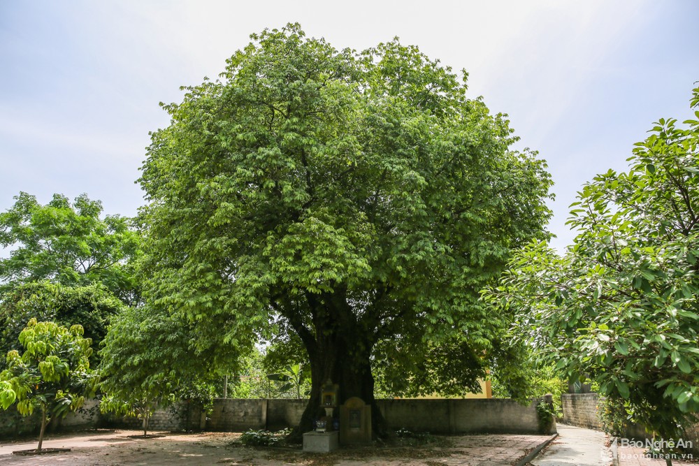 Ý nghĩa cây thị cảnh