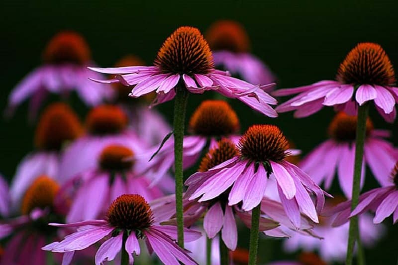 Cúc tím Nam Mỹ echinacea