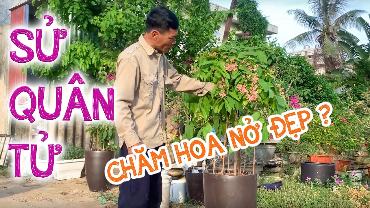 Cây sử quân tử ra hoa mùa nào?