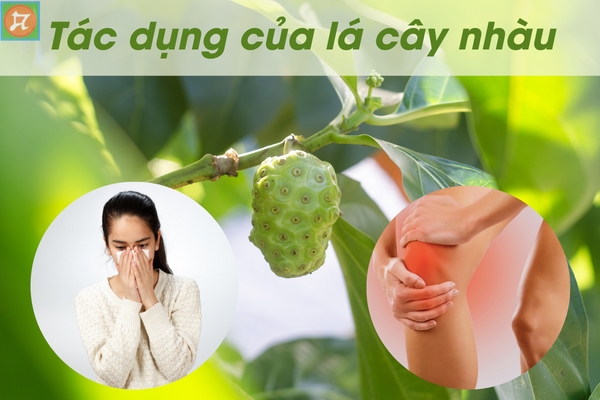 Lá cây nhàu có tác dụng gì?