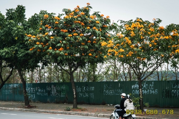 Hình ảnh cây vàng anh