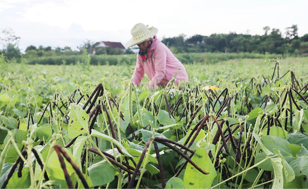 Hình ảnh cây đậu xanh