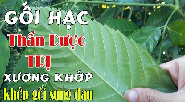 Cách dùng rễ cây gối hạc