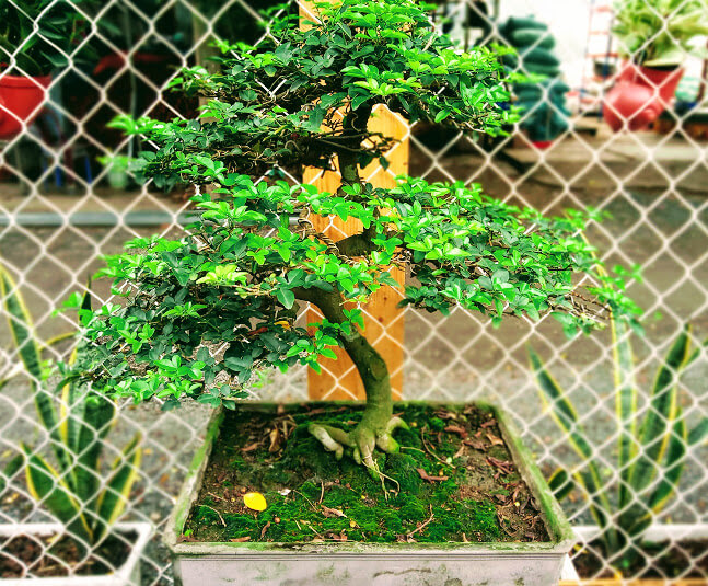 Ý nghĩa cây kim quýt bonsai