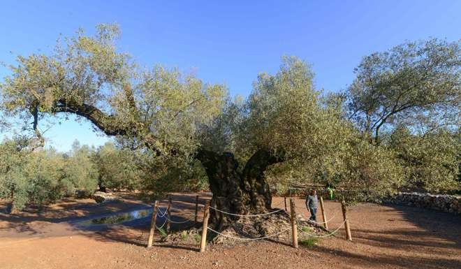 Công dụng lá cây oliu