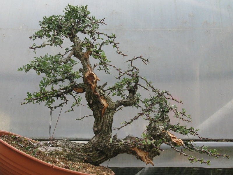 Ý nghĩa cây sơn trà bonsai