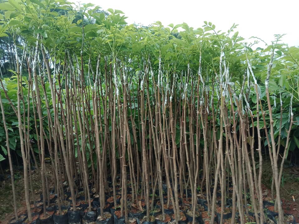 Cách trồng cây trám đen