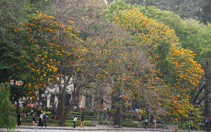 Hình ảnh cây vàng anh