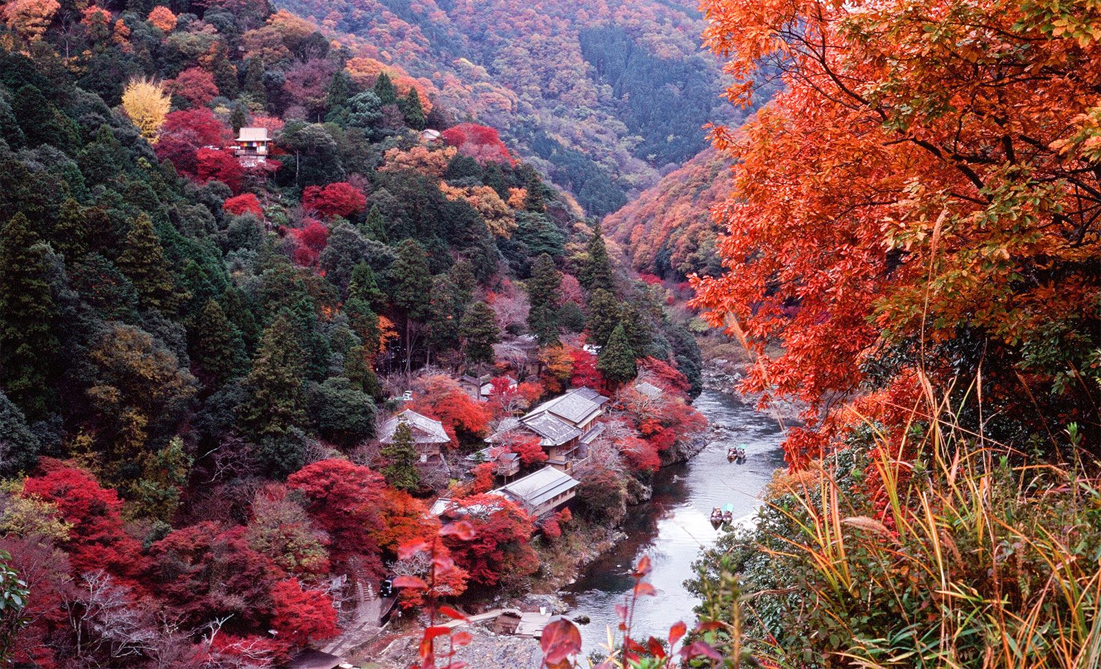 Mùa cây lá đỏ Nhật Bản