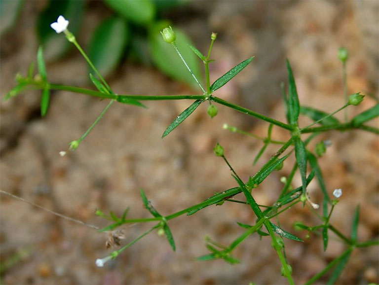 Hình ảnh cây bạch hoa xà