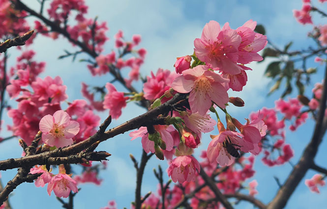 Ý nghĩa hoa mai anh đào tại Việt Nam