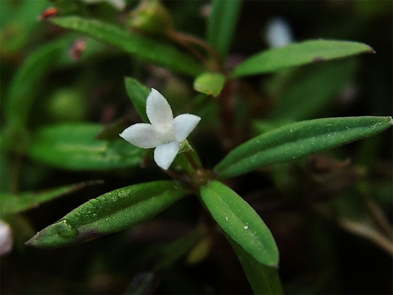 Hình ảnh cây bạch hoa xà