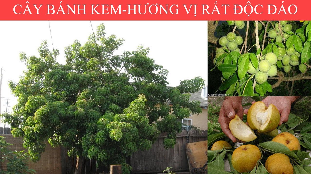 Giá trị kinh tế quả bánh kem 