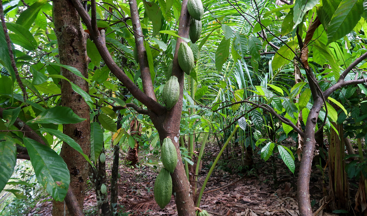 Hình ảnh cây ca cao