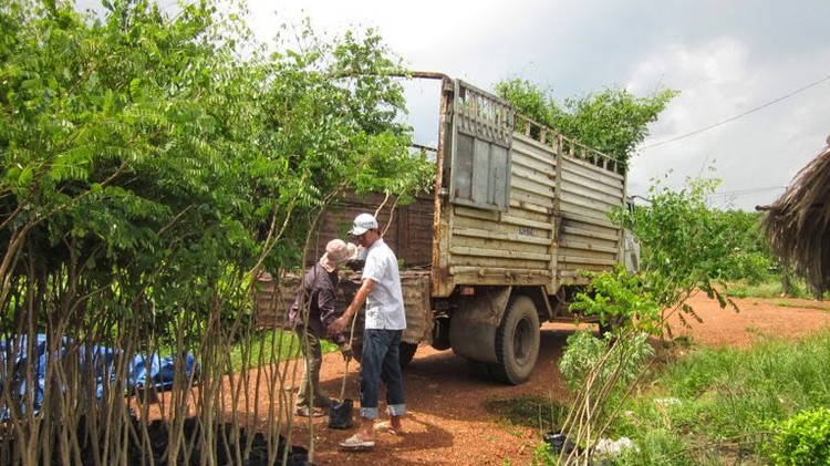 Hình ảnh cây cẩm lai