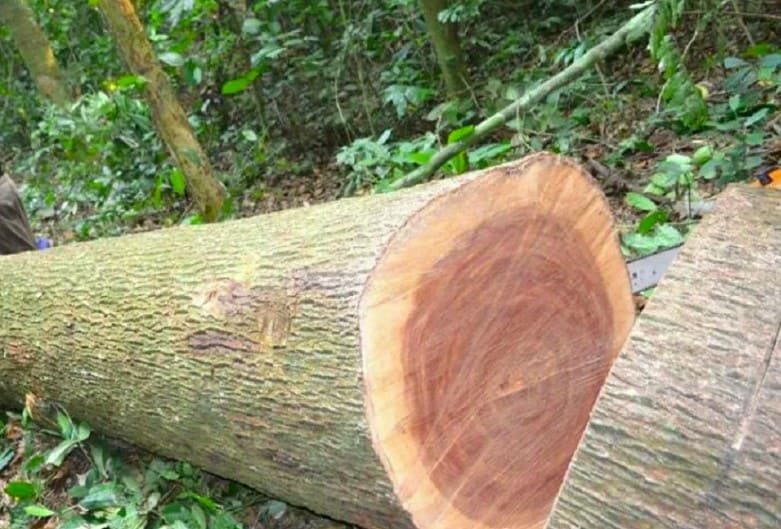 Giá trị kinh tế cây chàm lấy gỗ