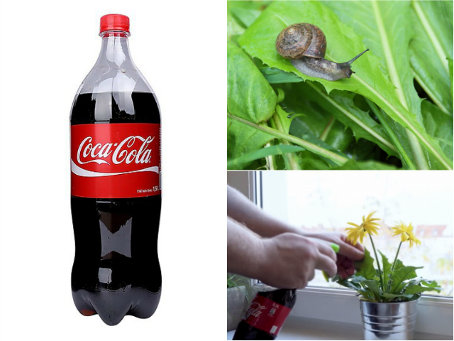 Cây coca dùng để làm gì?