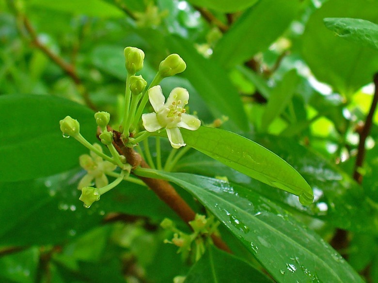 Công dụng lá coca trong y tế