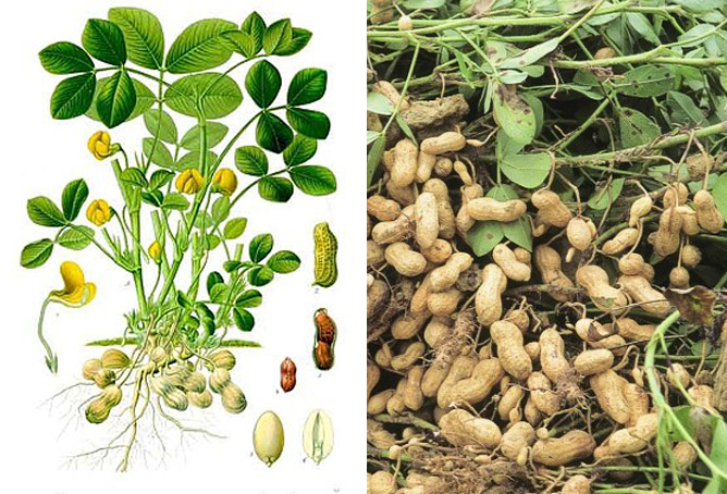 Quá trình phát triển của cây đậu phộngQuá trình phát triển của cây đậu phộng