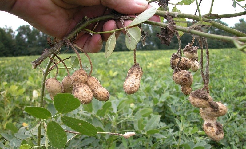 Hình ảnh cây đậu phộng