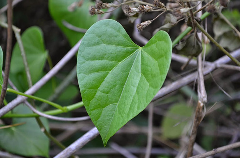 Hình ảnh cây đau xương