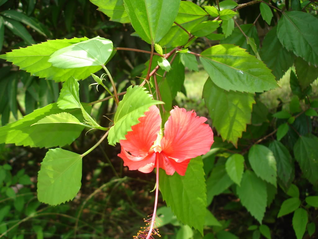 Phong thủy cây dâm bụt