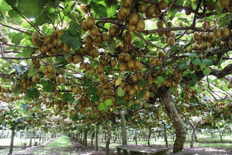 Cây kiwi có trồng được ở Việt Nam không? 