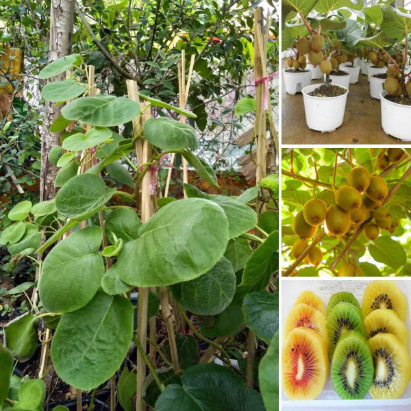 Cách trồng cây kiwi