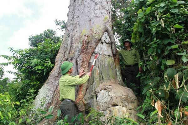 Hình ảnh cây lim