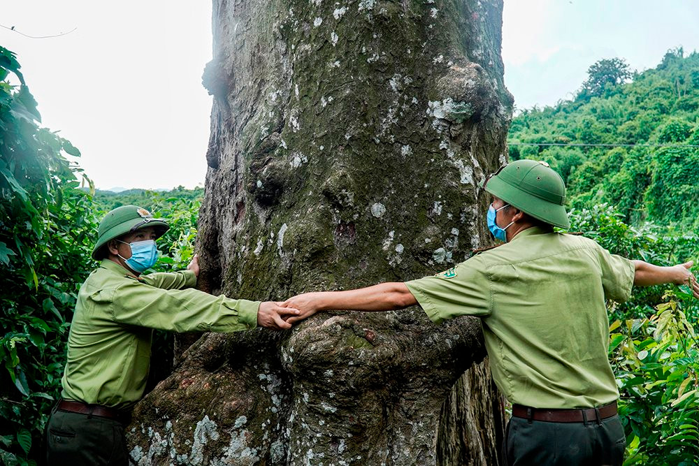 Giá trị kinh tế cây gỗ lim