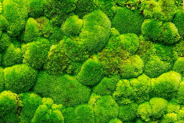 Hình ảnh cây rêu