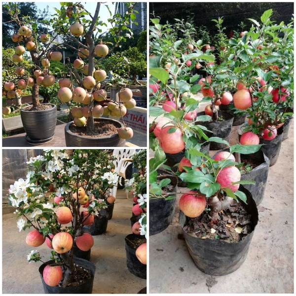 Cây táo đỏ có trồng được ở Việt Nam không?