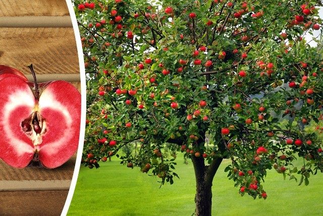 Cây táo đỏ – Cách nhận biết, công dụng, cách trồng, hình ảnh