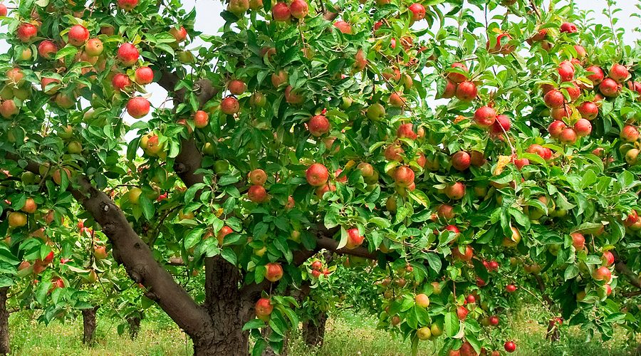Hình ảnh cây táo đỏ