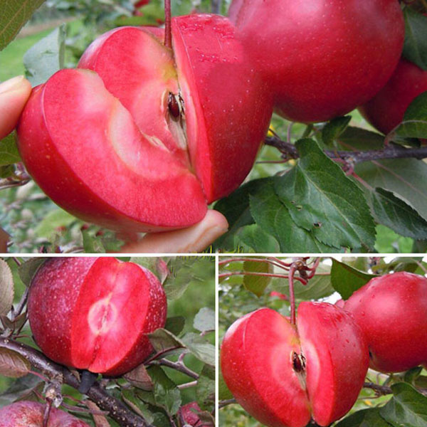 Công dụng cây táo đỏ