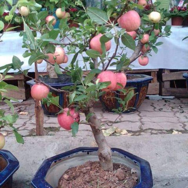 Hình ảnh cây táo đỏ