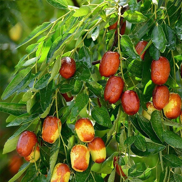 Cây táo tàu có trồng được ở Việt Nam không?