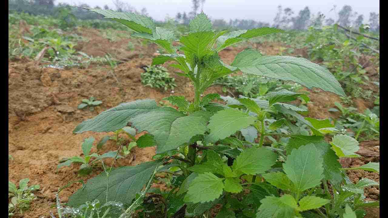 Cây rau tàu bay có tác dụng gì?