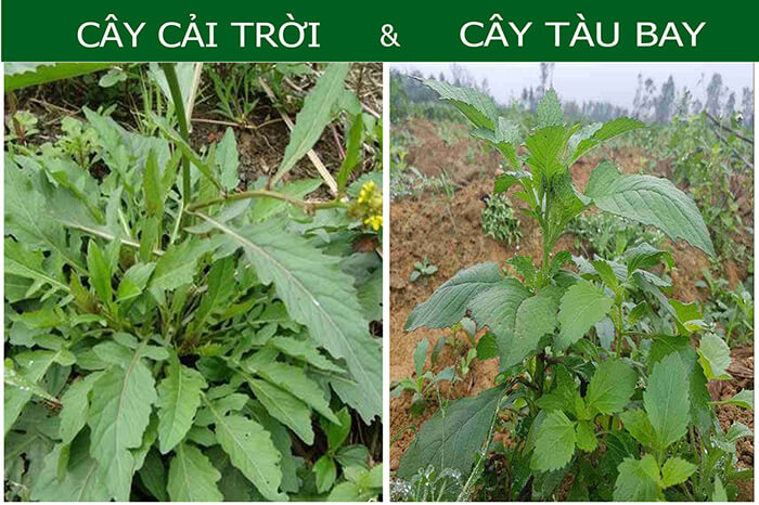 Cây cải trời có phải cây tàu bay không?