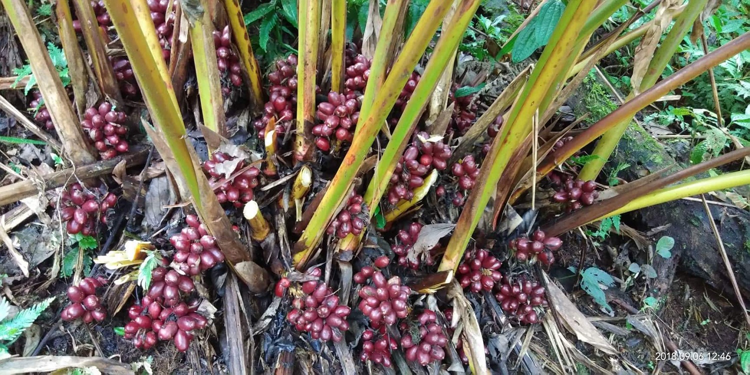 Cây thảo quả có tác dụng gì?