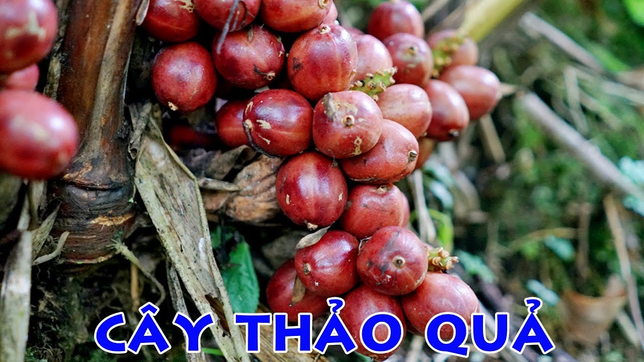 Cây thảo quả là cây gì?